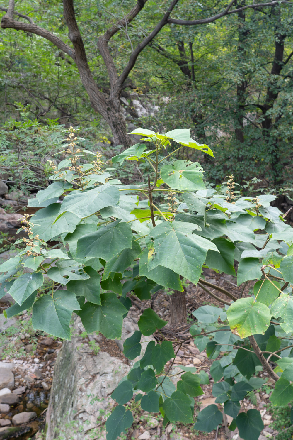 Paulownia