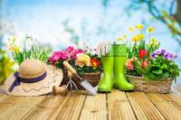What effect does Astragalus and Salvia miltiorrhiza soak in water have? Can you lose weight