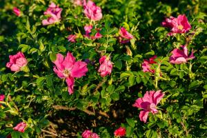 Is rose thorn poisonous? What should I do after being stabbed?