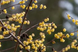 How to raise Chimonanthus after withering