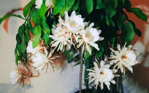 What is Epiphyllum? Pictures of Epiphyllum