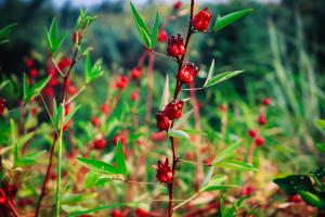 What does Luoshen flower tea match well? Pictures of Luoshen flower tea