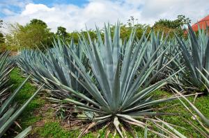 how many sage plants per pot