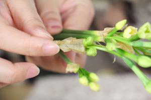 how does a wilted plant drink water