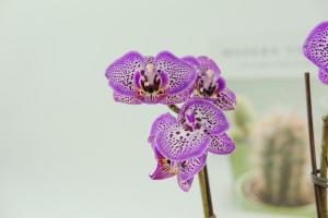 Flower language and legend of Phalaenopsis