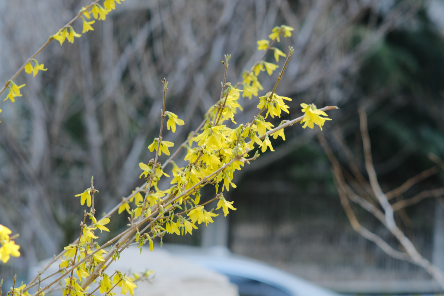 Forsythia suspensa