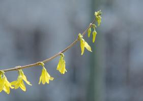 are trees flowering plants