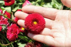 how to plant yommi tree seeds