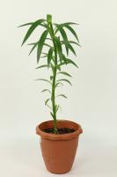 what month do you plant tomatoes in texas