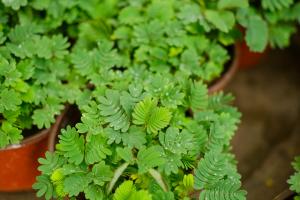 Is it poisonous to raise Mimosa indoors