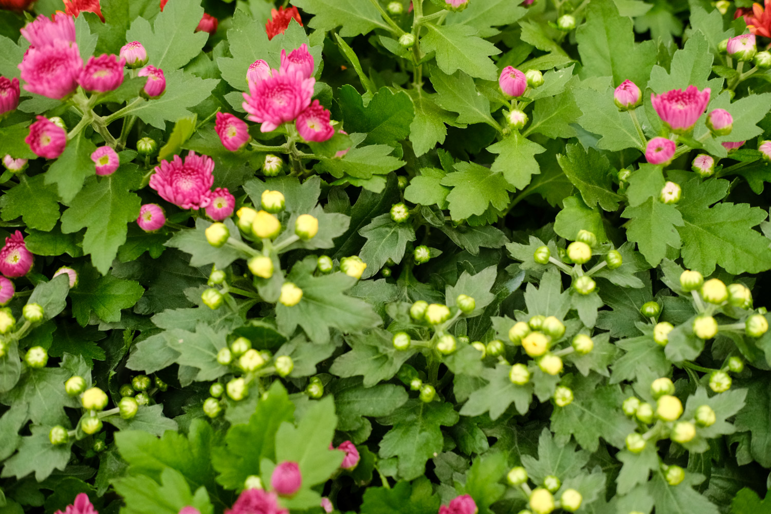 Chrysanthemum