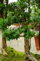 What is the good location of Luohan pine and what is the implication of Feng Shui
