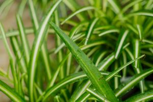 how long can jade plant go without water