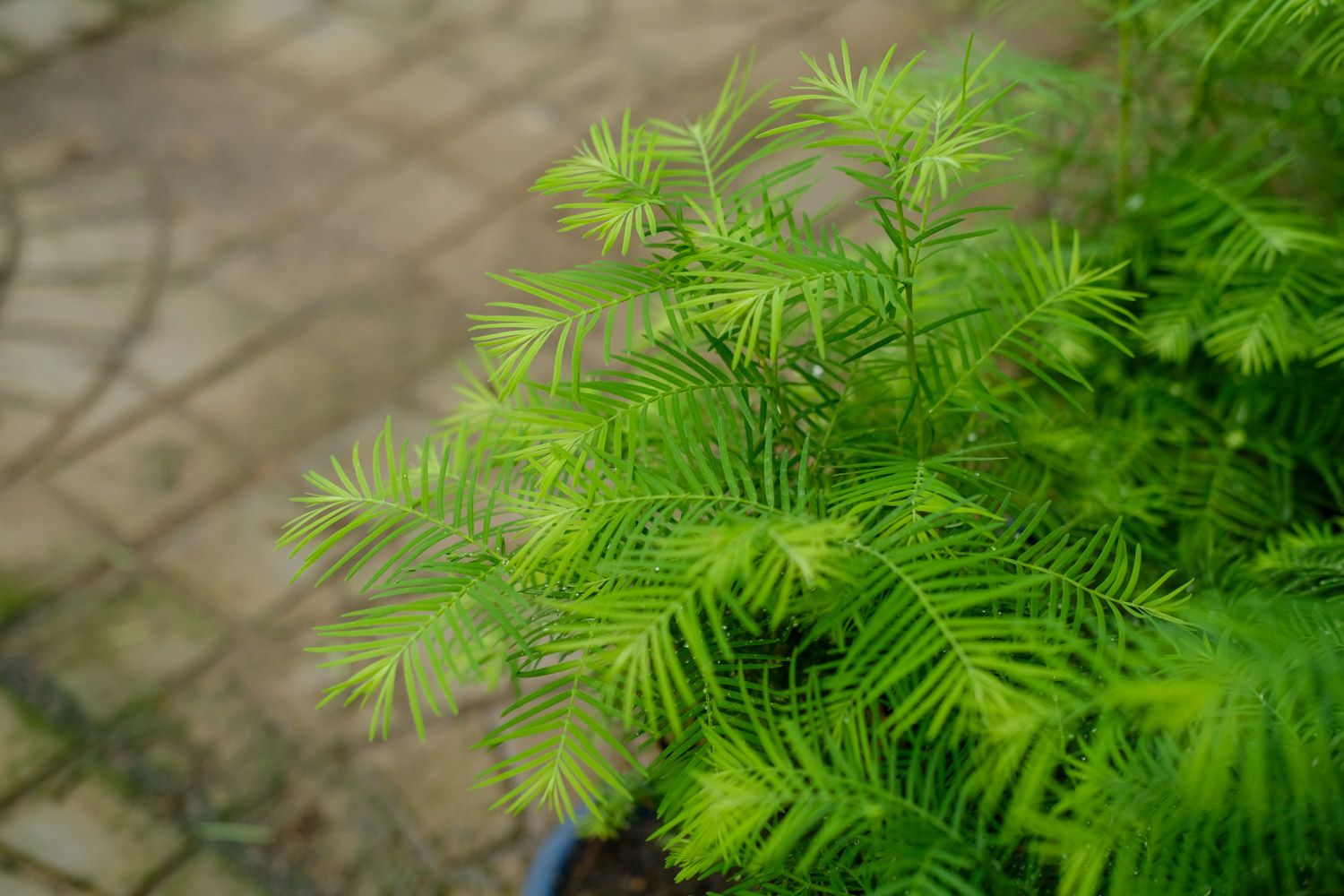 metasequoia