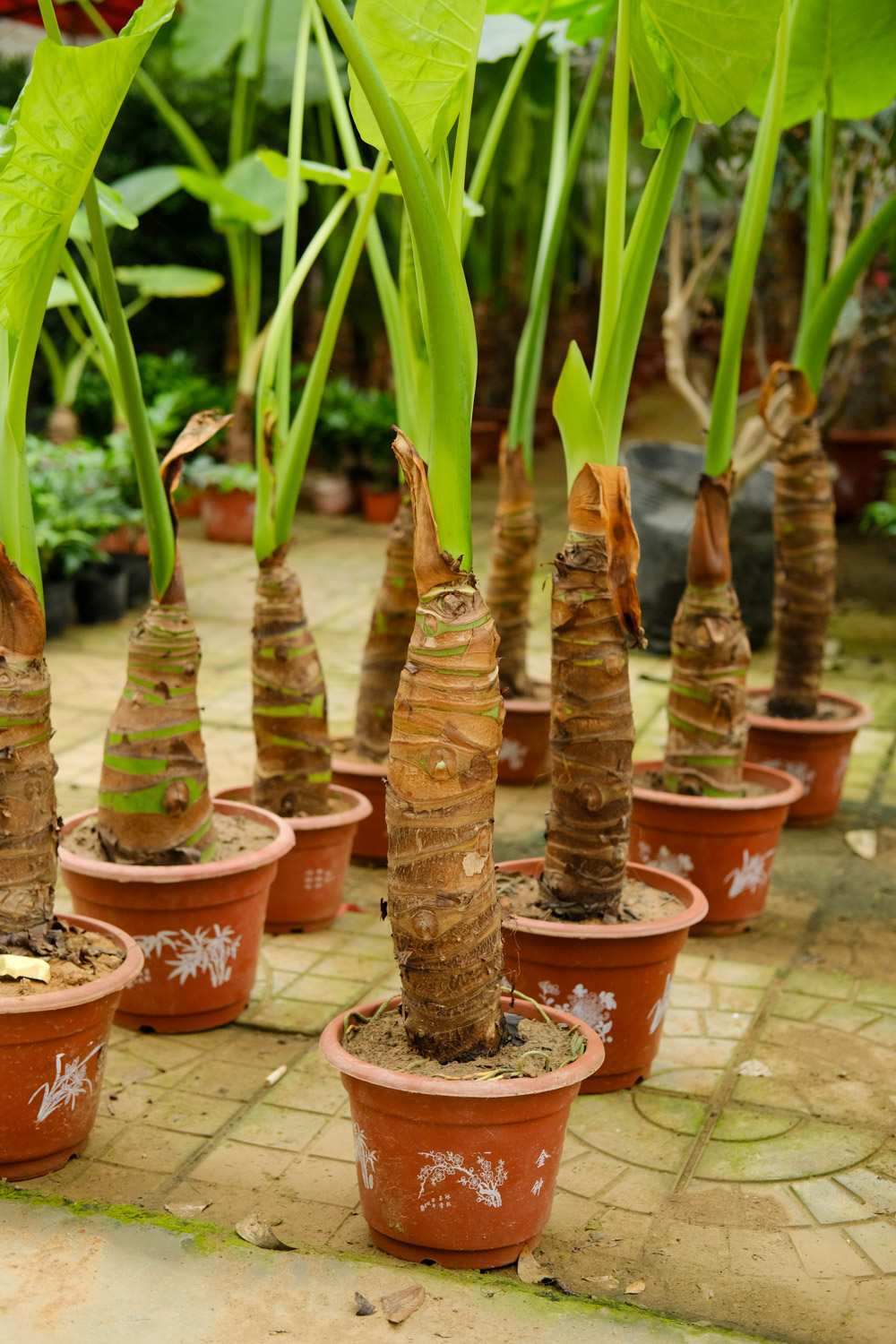 Alocasia macrorrhiza