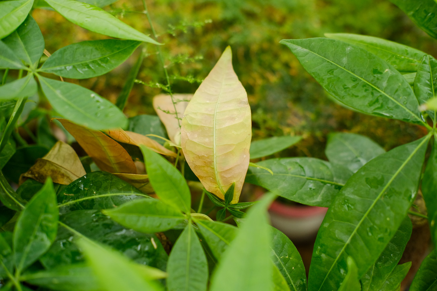 pachira macrocarpa