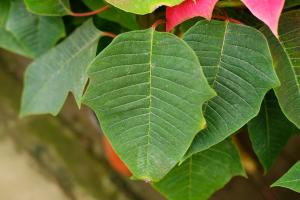 What are the legends and stories about the flower language and moral meaning of Poinsettia