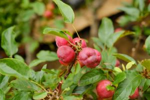 Can Begonia fruit be eaten? When will Begonia fruit mature