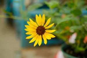 How many sunflowers do you usually send? The moral of sunflower