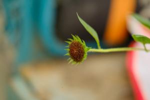 how early after planting to spray tomatoes