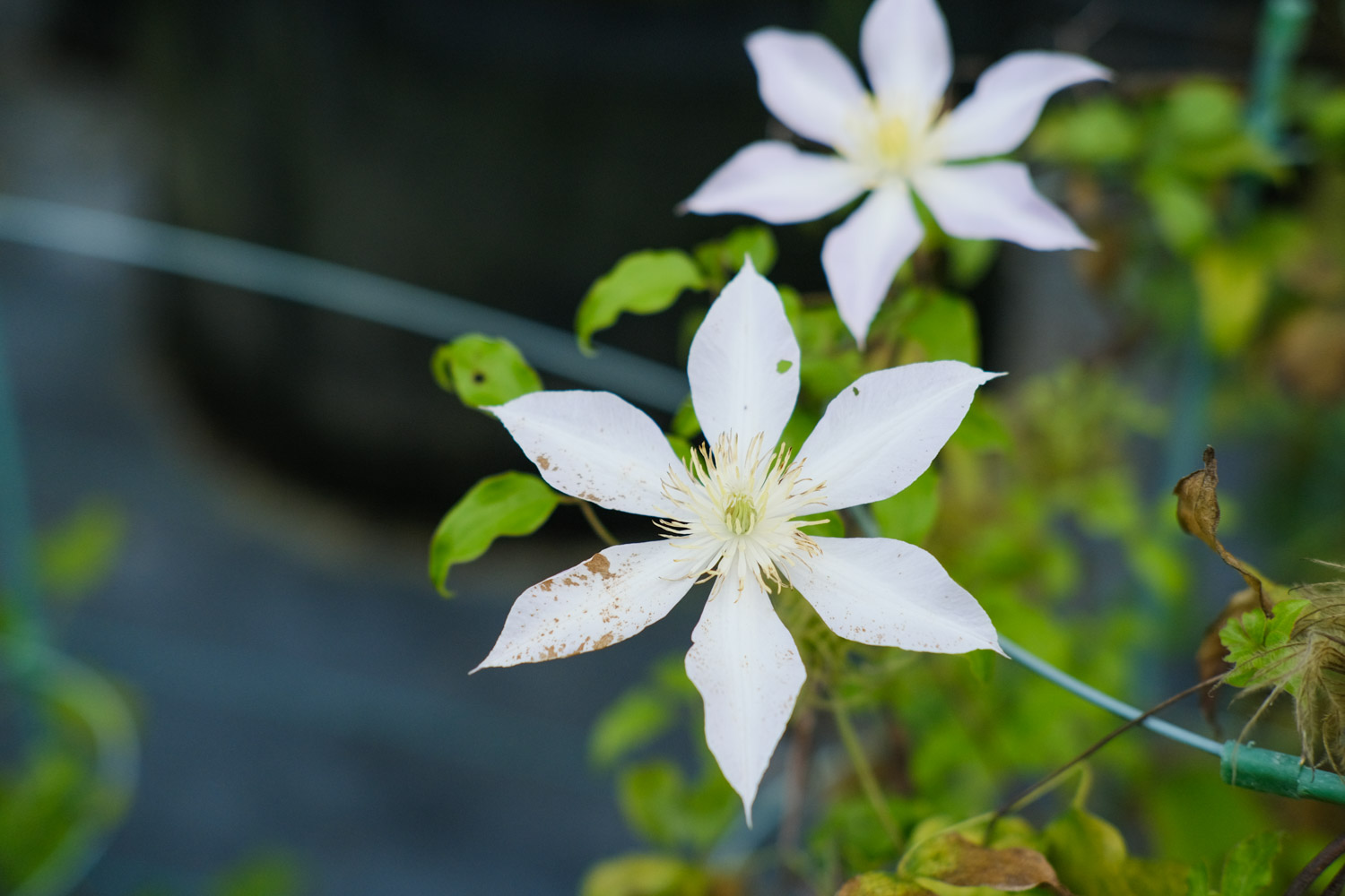 Clematis