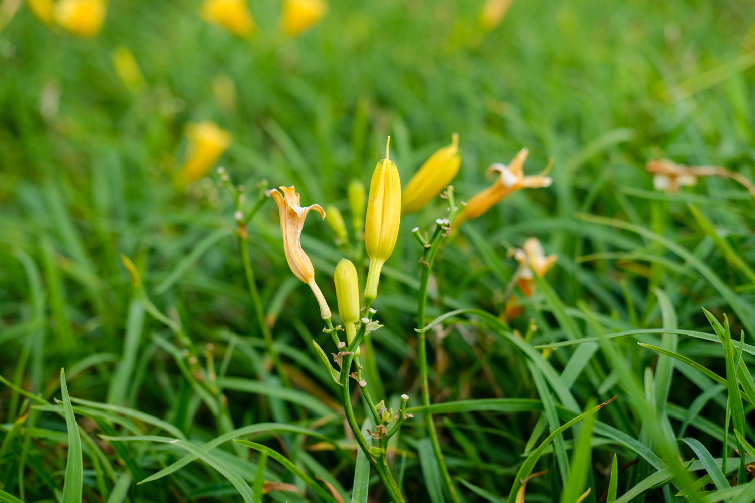 Hemerocallis