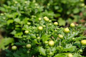 What is the effect of chrysanthemum and honeysuckle soaking in water together