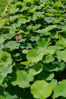Can lotus be eaten? Can pregnant women eat it