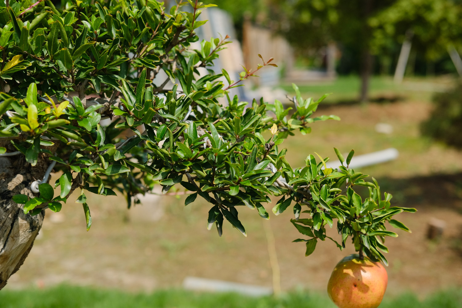 pomegranate