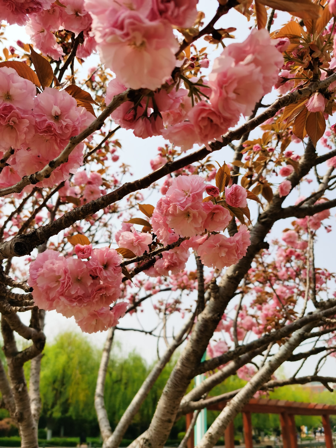 cherry blossoms