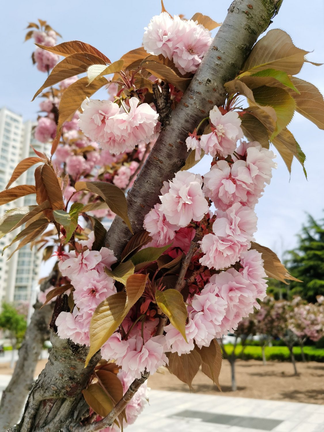 cherry blossoms