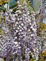 What are the legends and stories about the flower language and moral meaning of Wisteria