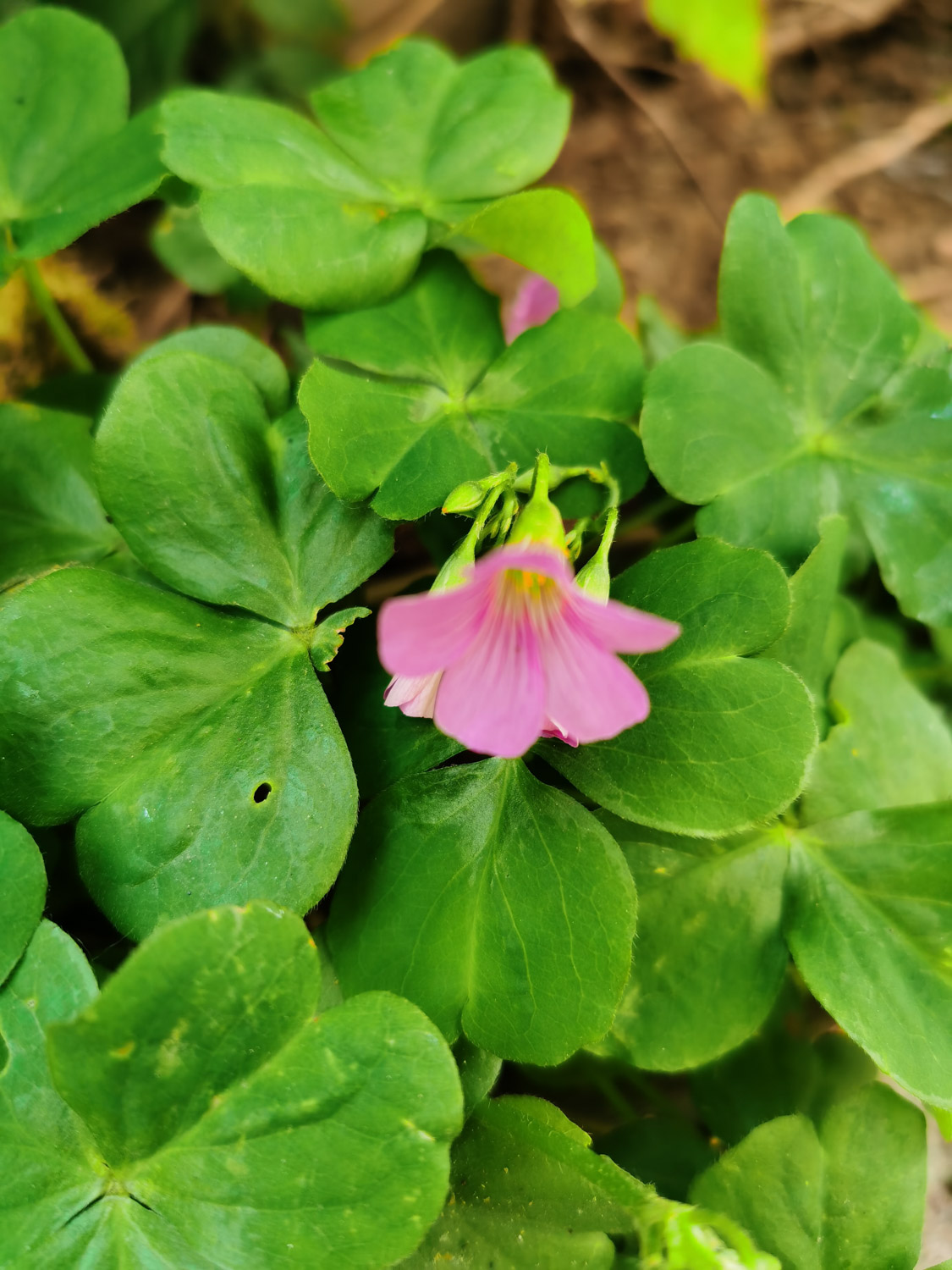 creeping oxalis