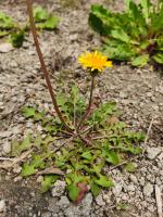 can a main stem be used to root tomato plants