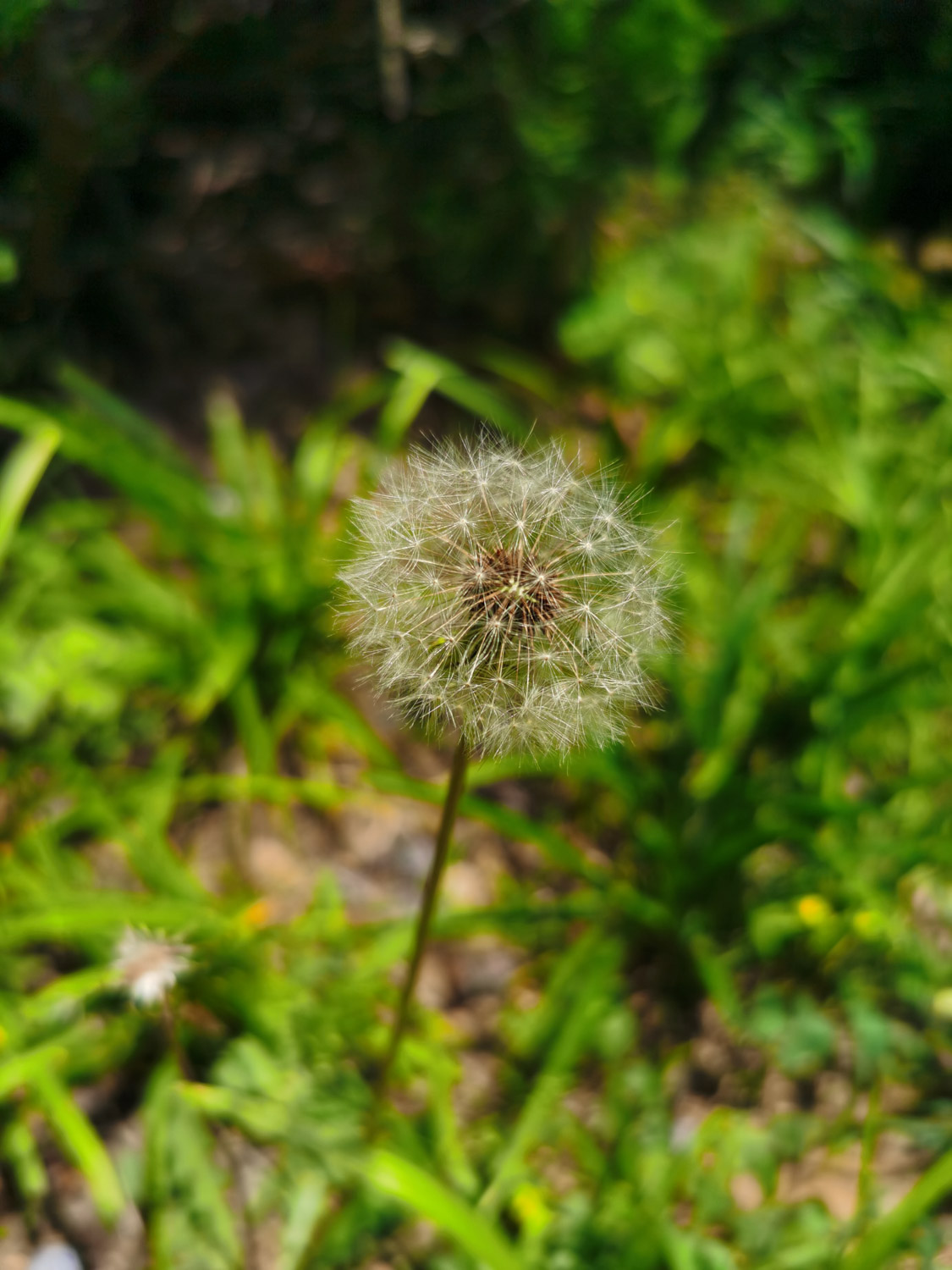 Dandelion