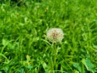 The efficacy of dandelion, what role does dandelion have