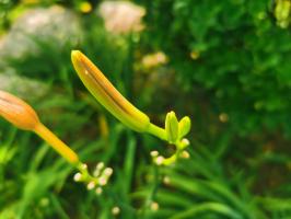 What are the legends and stories about the flower language and moral meaning of Hemerocallis