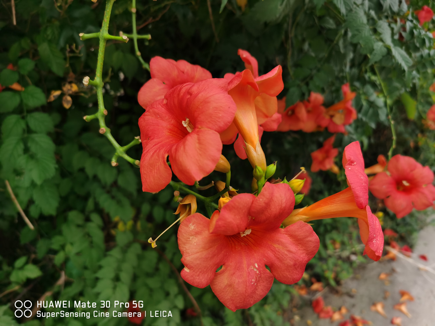 Chinese trumpet creeper