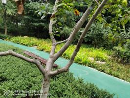 are used tea leaves good for tomato plants