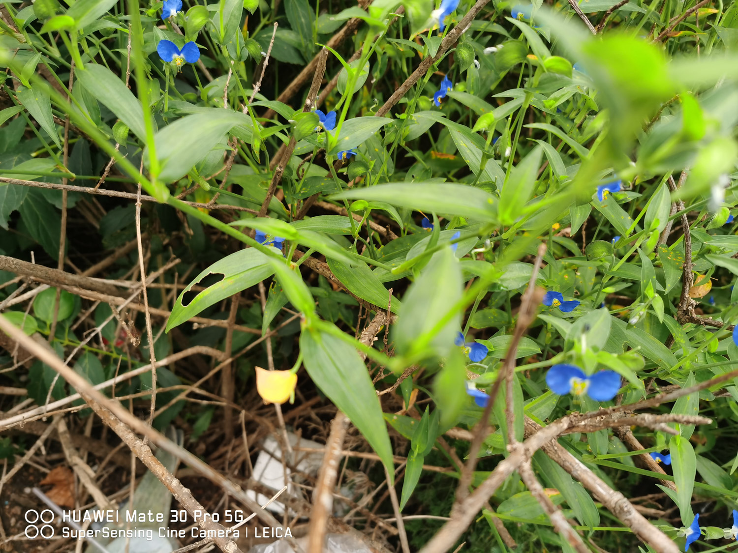 Asiatic dayflower