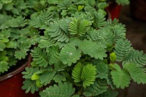 Is Mimosa poisonous? Is Mimosa harmful to human body