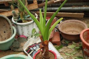 Is Dishui Guanyin toxic? Can Dishui Guanyin be kept at home