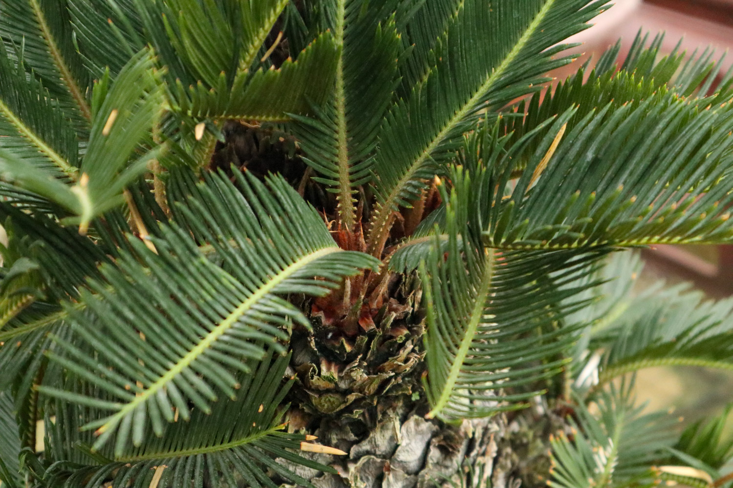 Cycas