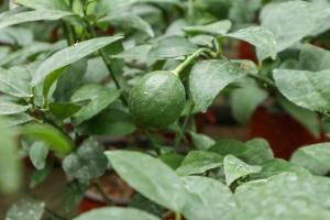 what are these white bugs on my tomato plants