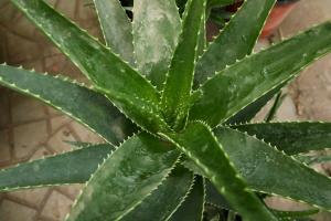 How can aloe do mask? Can aloe remove freckle?