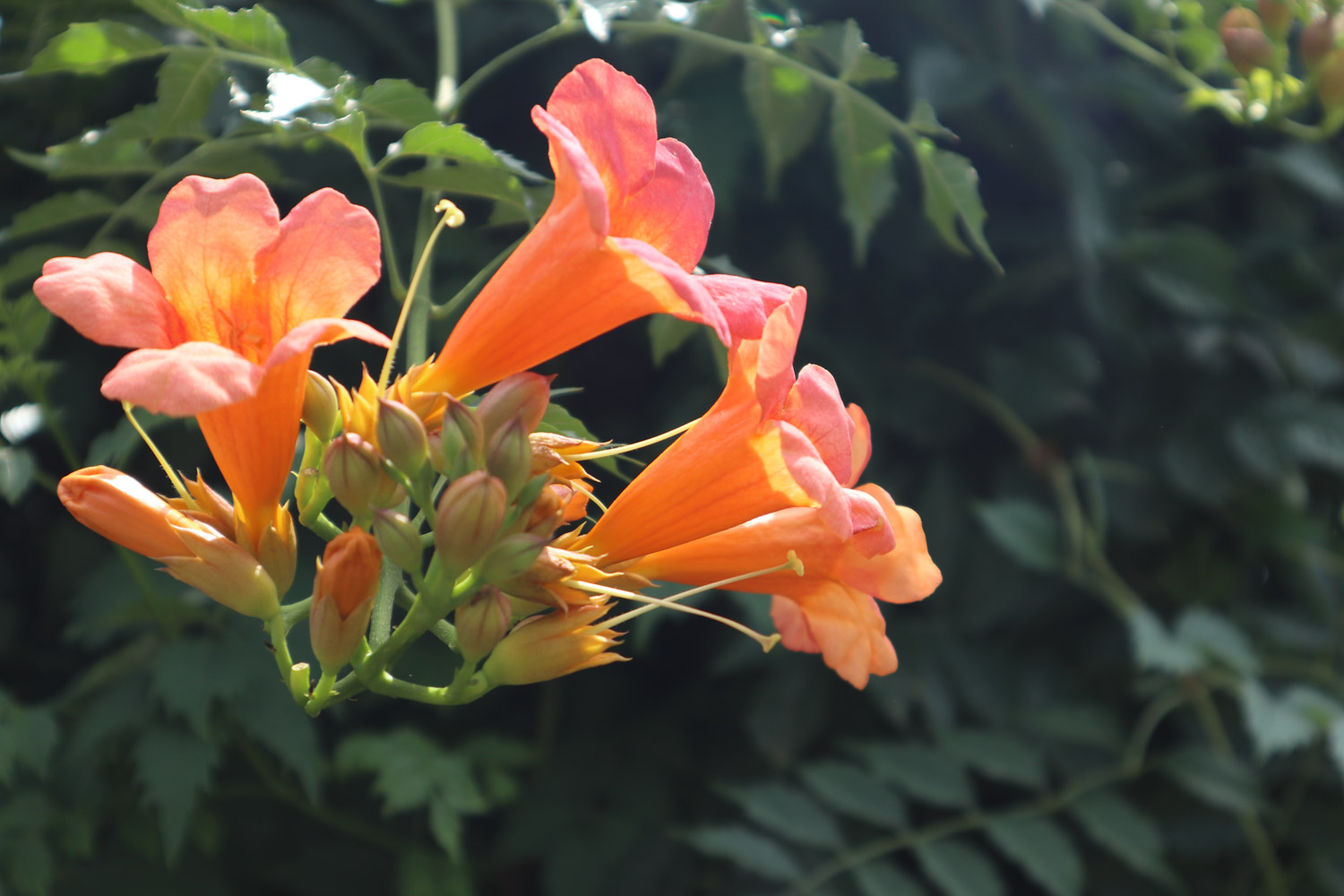 Chinese trumpet creeper