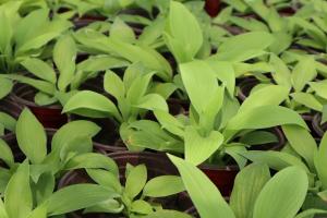 how do you water acorn squash plants