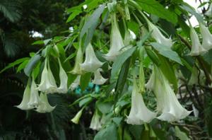 The difference between Datura and okra
