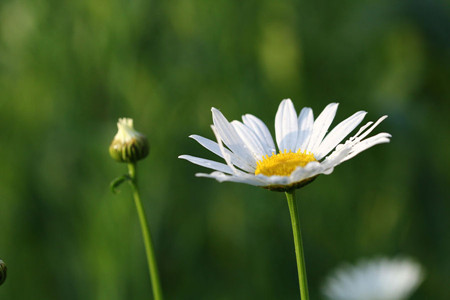 Leucanthemum paludosum