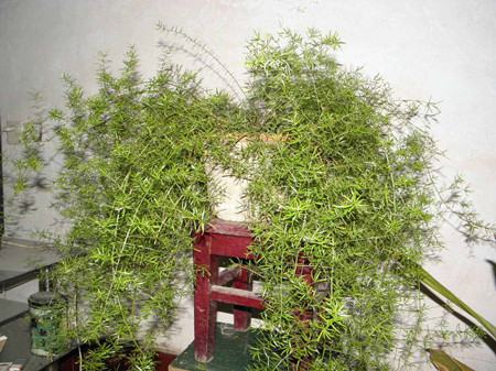 Plant characteristics of Phyllostachys pubescens